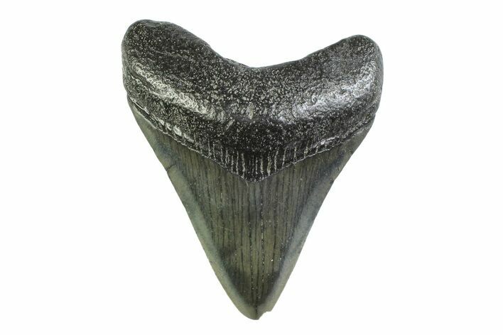 Juvenile Megalodon Tooth - Georgia #338781
